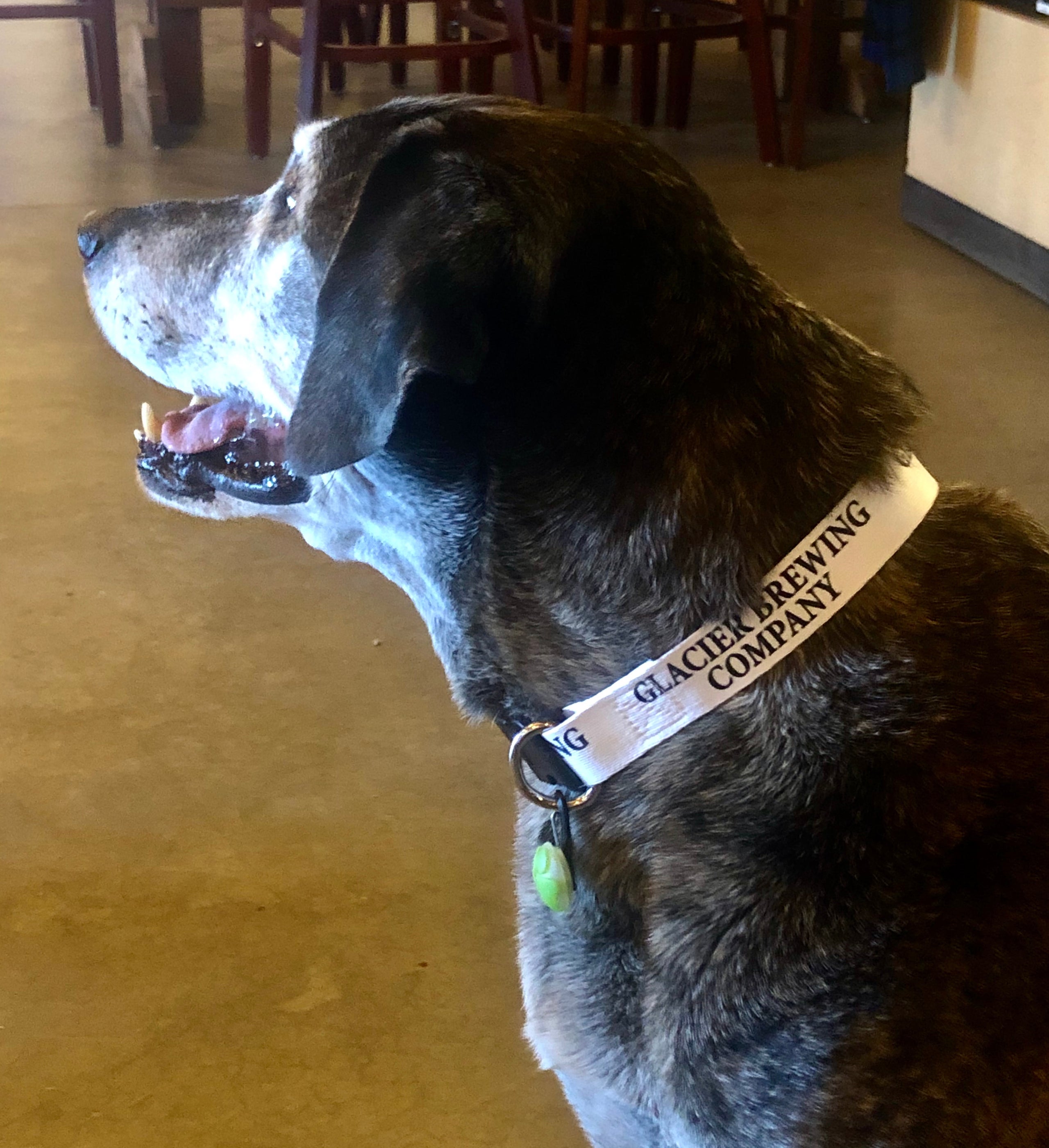 Willie g dog clearance collar